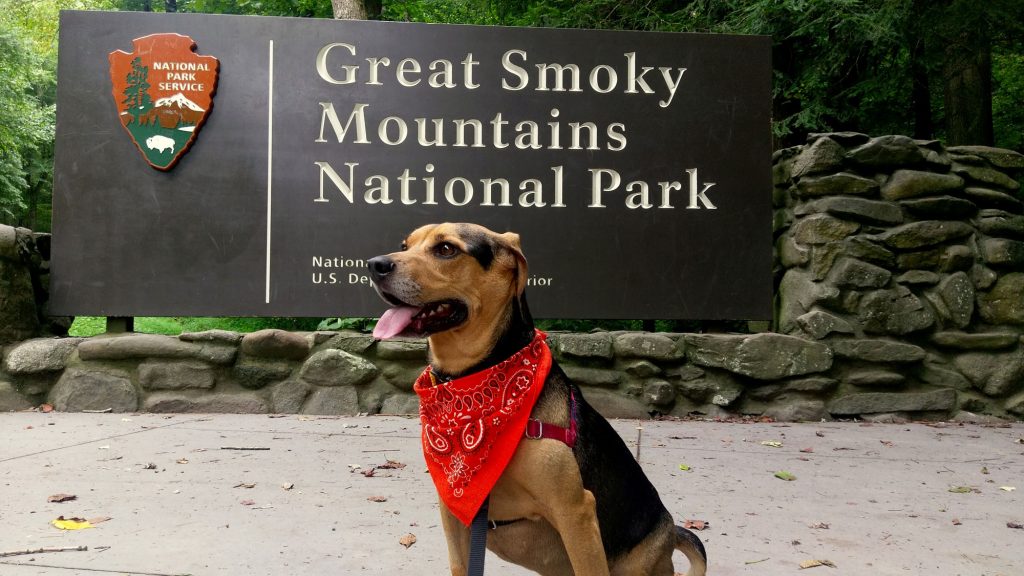 8 Dog-Friendly Activities in and around Gatlinburg - Great Smoky Vacations